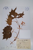 裂葉秋海棠藏品圖，第1張