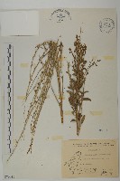 馬氏濱藜藏品圖，第1張