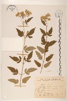 臺灣澤蘭藏品圖，第1張