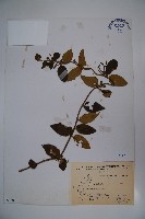 忍冬、金銀花藏品圖，第1張