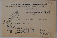 忍冬、金銀花藏品圖，第2張