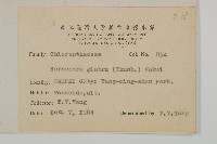 草珊瑚、紅果金粟蘭藏品圖，第2張