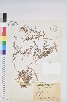 小葉大戟藏品圖，第1張