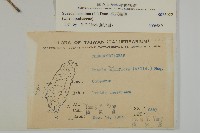 裸花鹼蓬藏品圖，第2張