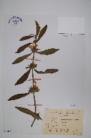 柳葉水蓑衣藏品圖，第1張