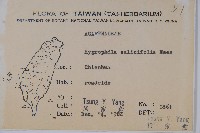 柳葉水蓑衣藏品圖，第2張