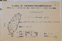 阿里山忍冬、漸尖葉忍冬藏品圖，第2張