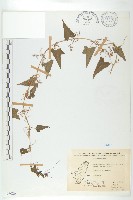 合子草藏品圖，第1張