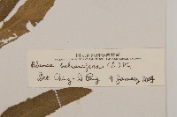 艾納香藏品圖，第3張