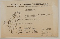 茯苓菜藏品圖，第1張