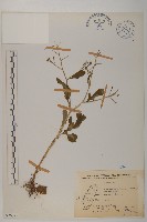 茯苓菜藏品圖，第2張