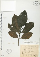 檄樹、諾麗果藏品圖，第1張