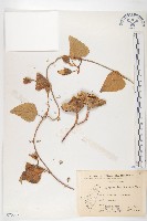 盒果藤藏品圖，第1張