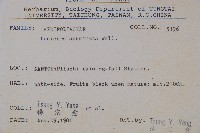 阿里山忍冬、漸尖葉忍冬藏品圖，第2張