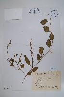 落葵藏品圖，第1張