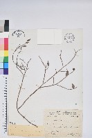 毛蕊花藏品圖，第1張