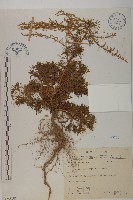 細葉山艾藏品圖，第1張