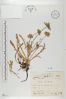 玉山山蘿蔔藏品圖，第1張