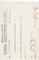 玉山山蘿蔔藏品圖，第2張