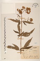 臺灣澤蘭藏品圖，第1張