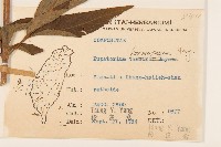 臺灣澤蘭藏品圖，第2張