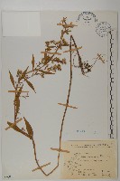 臺灣馬蘭藏品圖，第1張