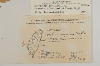 高山無心菜藏品圖，第2張