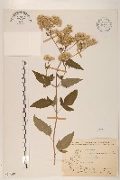 臺灣澤蘭藏品圖，第1張