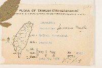 臺灣澤蘭藏品圖，第2張