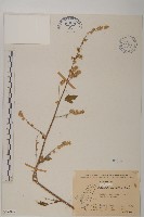 角菜、珍珠菜藏品圖，第1張