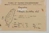 角菜、珍珠菜藏品圖，第2張