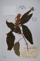 珊瑚花藏品圖，第1張