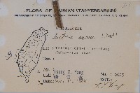 珊瑚花藏品圖，第2張