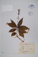 登錄號:S076051藏品圖，第1張