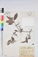 密花五月茶藏品圖，第1張