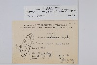 裂葉秋海棠藏品圖，第2張