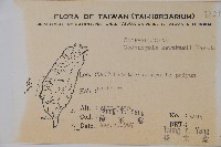 玉山山奶草藏品圖，第2張