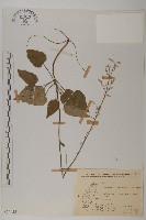 阿里山鬼督郵藏品圖，第1張