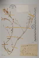 蠅子草藏品圖，第1張