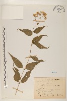 田代氏澤蘭藏品圖，第1張