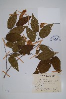 蘭邯千金榆藏品圖，第1張