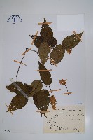蘭邯千金榆藏品圖，第1張