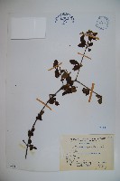 小葉莢迷藏品圖，第1張