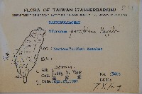 小葉莢迷藏品圖，第5張