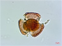 小葉莢迷藏品圖，第2張