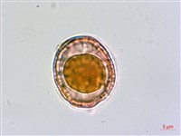 小葉莢迷藏品圖，第3張