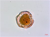 小葉莢迷藏品圖，第4張