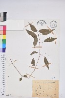 山靛藏品圖，第1張