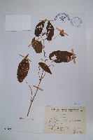 登錄號:S076065藏品圖，第1張