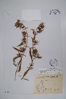 大本山梗菜藏品圖，第1張